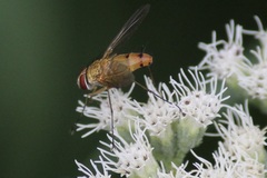 Tachininae