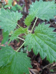 Urtica incisa