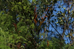 Alectryon diversifolius