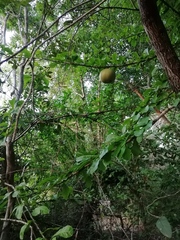 Crescentia cujete