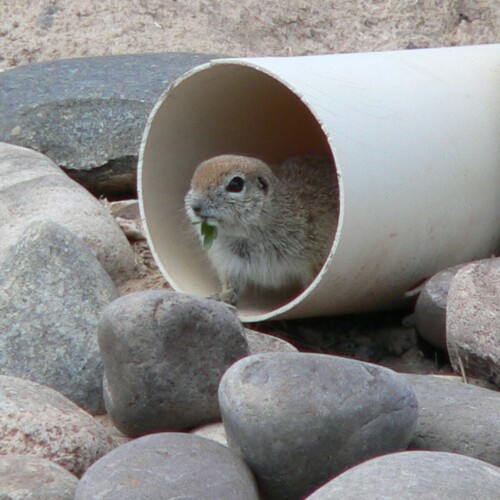 Round-tailed Ground Squirrel photographed in Nevada