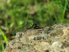 Ophiogomphus obscurus