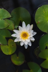 Nymphaea odorata odorata