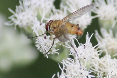 Tachininae