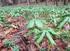 Podophyllum peltatum