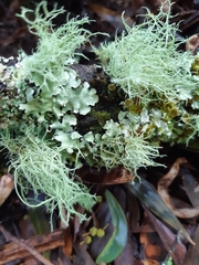 Usnea hirta