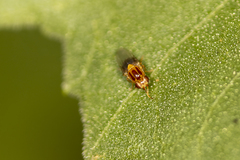 Thaumatomyia
