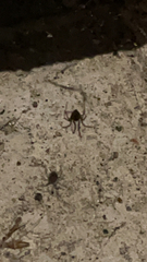 Steatoda grossa