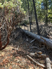 Urocyon cinereoargenteus