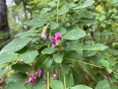 Lespedeza bicolor