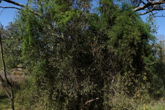 Alectryon diversifolius