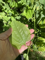 Smilax tamnoides