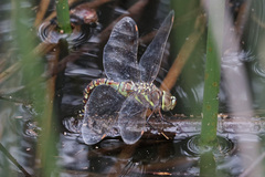 Rhionaeschna multicolor