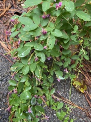Lespedeza bicolor