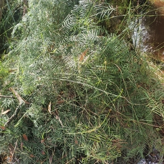 Gleichenia dicarpa