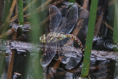 Rhionaeschna multicolor