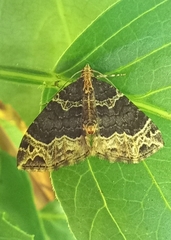 Ecliptopera silaceata