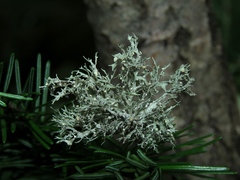Ramalina vogulica