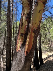 Arbutus menziesii