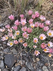 Townsendia florifera