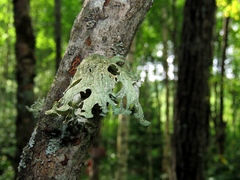 Ramalina sinensis