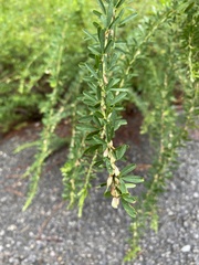 Lespedeza juncea