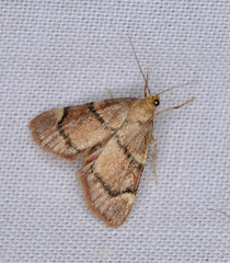 Hypsopygia