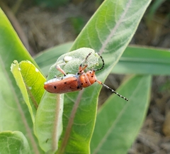 Tetraopes femoratus