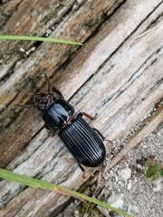 Odontotaenius disjunctus