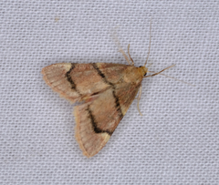 Hypsopygia