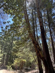 Arbutus menziesii