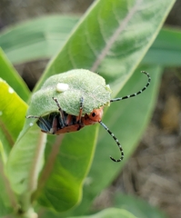 Tetraopes femoratus
