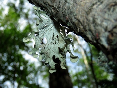 Ramalina sinensis