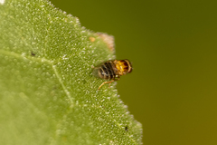 Thaumatomyia