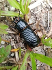 Odontotaenius disjunctus