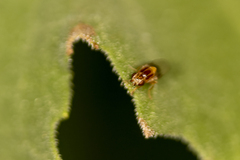 Thaumatomyia
