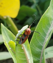 Tetraopes femoratus
