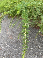 Lespedeza juncea