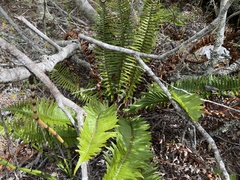 Polystichum munitum