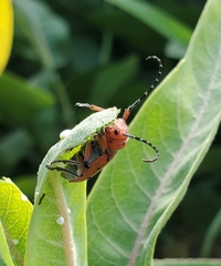 Tetraopes femoratus