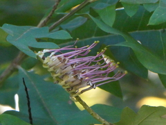 Grevillea barklyana
