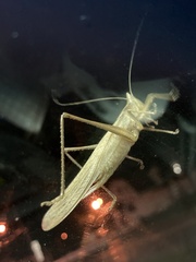 Pyrgocorypha uncinata