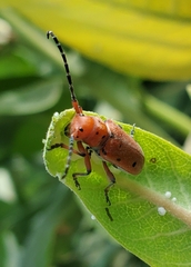 Tetraopes femoratus