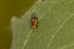 Thaumatomyia