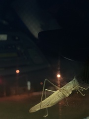 Pyrgocorypha uncinata