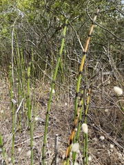 Equisetum hyemale