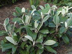 Pachystegia insignis