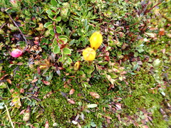 Gentianella hirculus