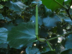 Piper excelsum peltatum