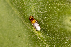 Thaumatomyia